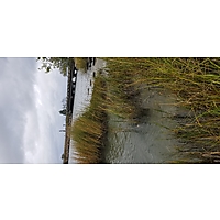 King tide Yorktown image